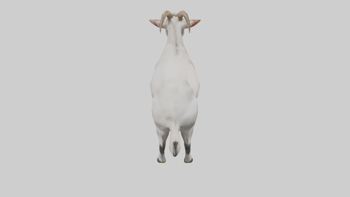 Domesticated Goat standing model 3D model