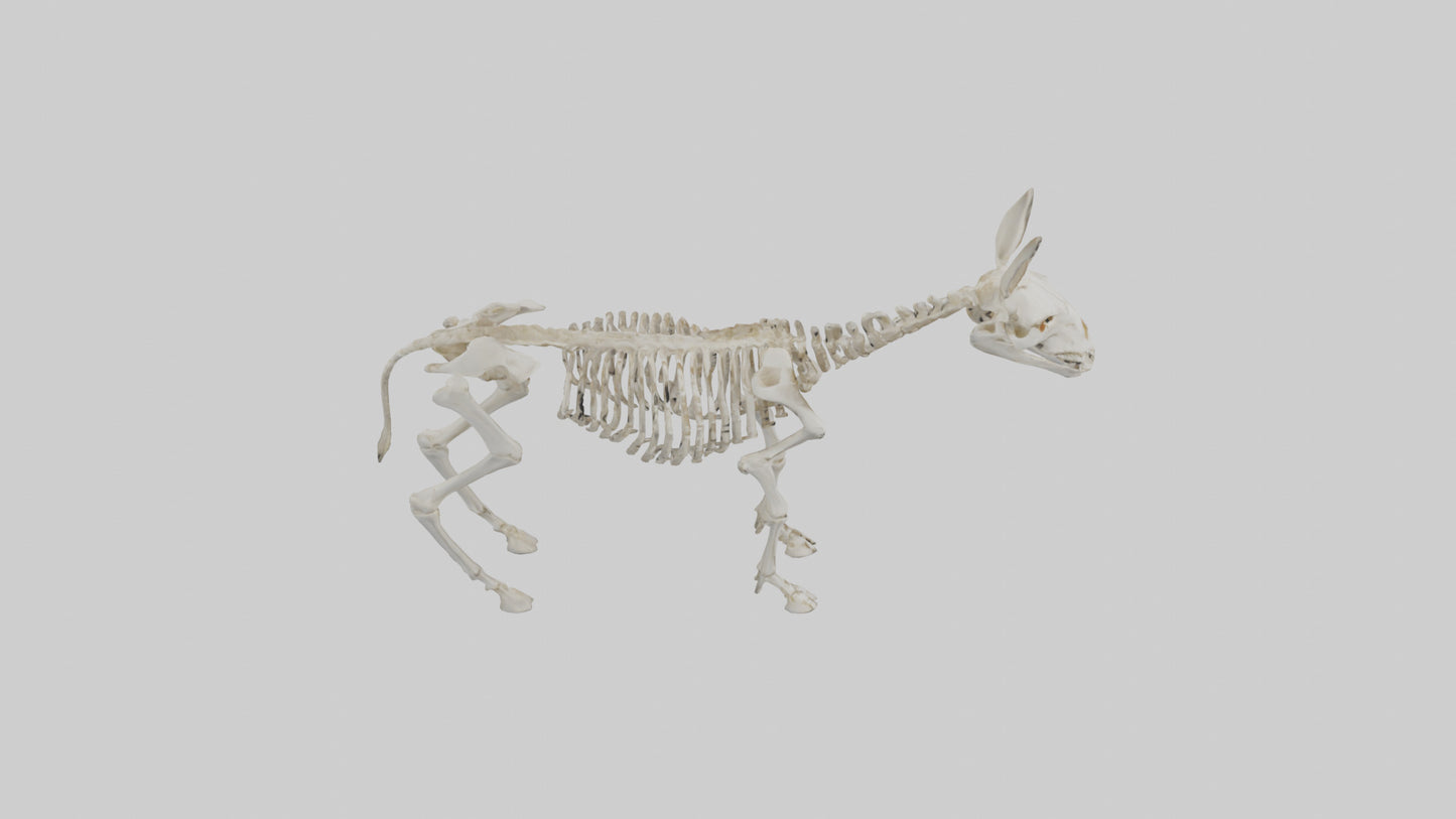 Donkey Skeleton model 3D model