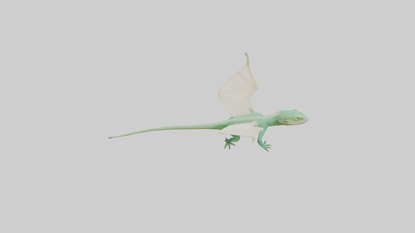 Draco Lizard gliding model VR / AR / low-poly