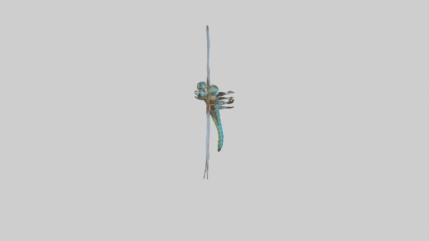 Dragonfly Body 3D model