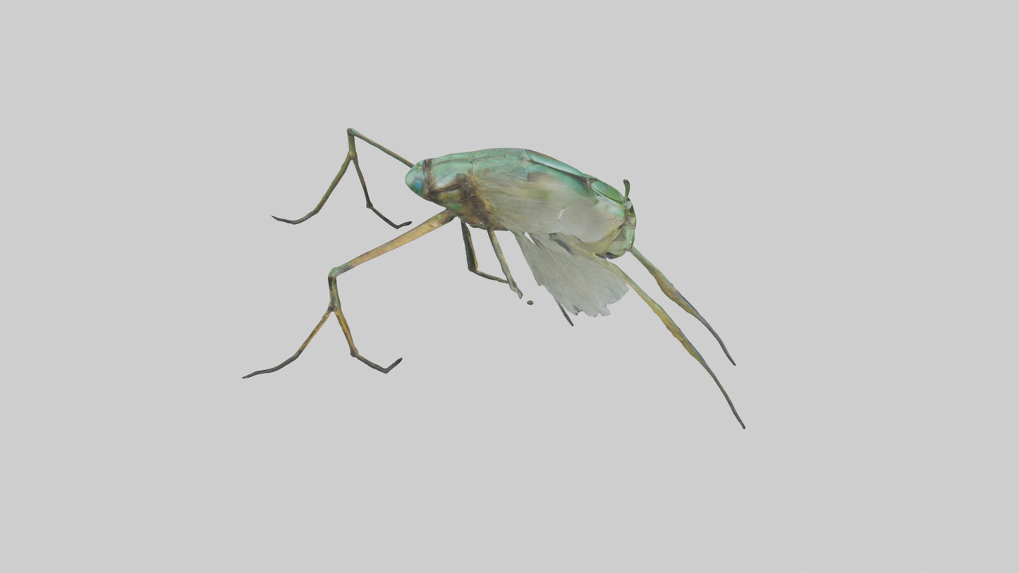 Dragonfly Legs Model 3D model