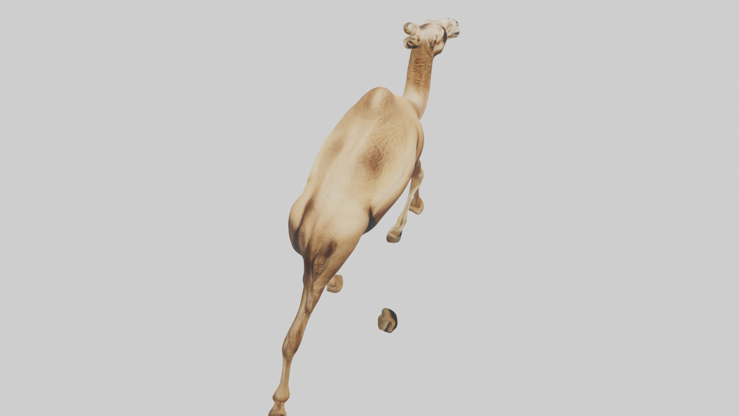Dromedary Camel walking model VR / AR / low-poly