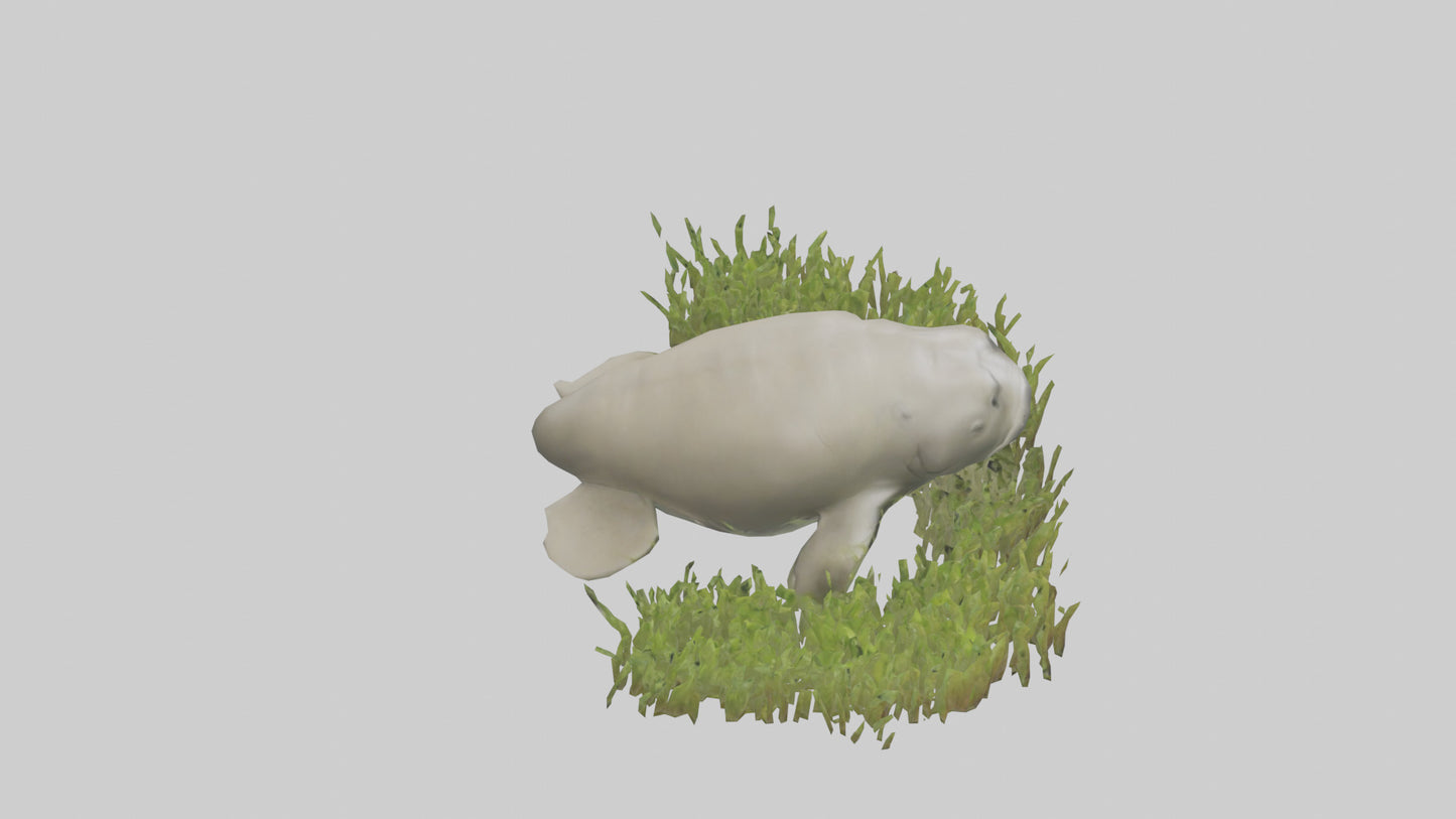 Dugong grazing seagrass model 3D model