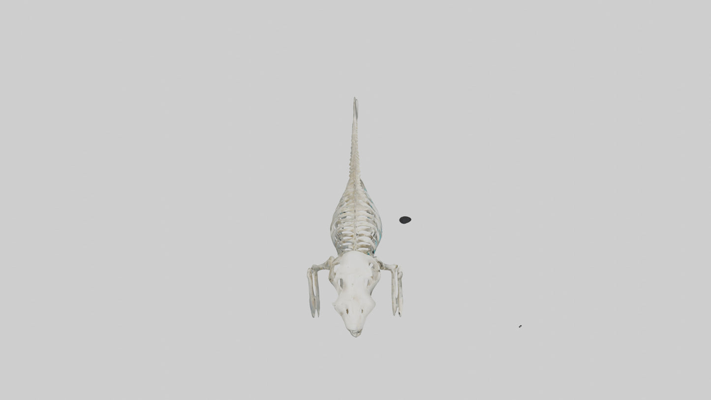 3D model Dugong Skeleton model VR / AR / low-poly