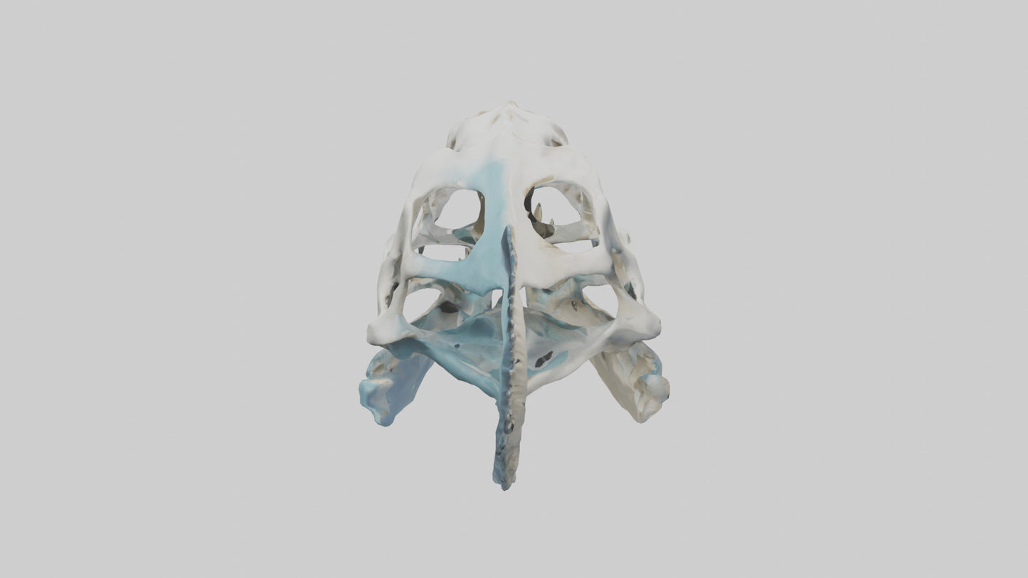 Dunkleosteus Skull Skeleton model 3D model