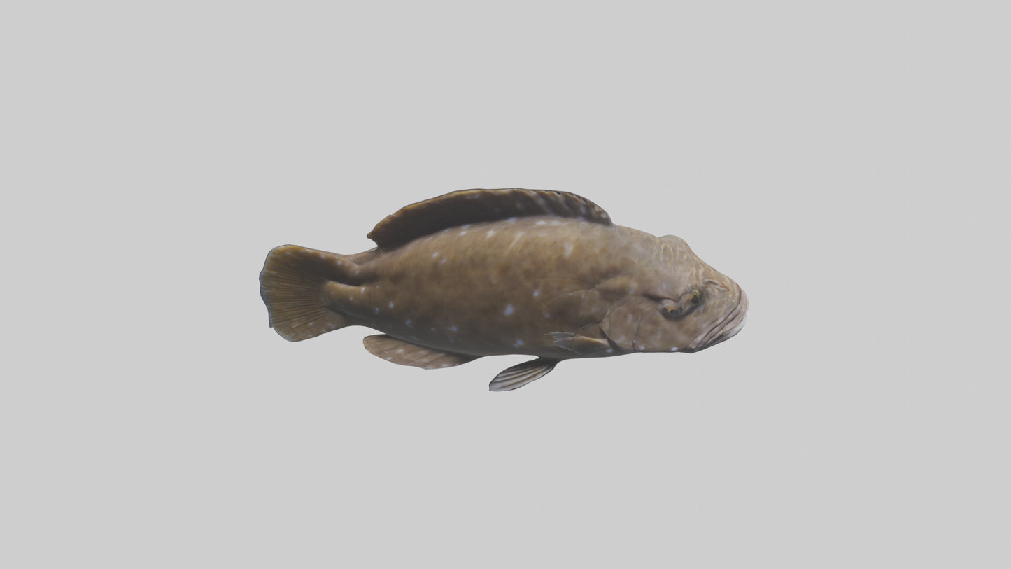 Dusky Grouper hiding model VR / AR / low-poly