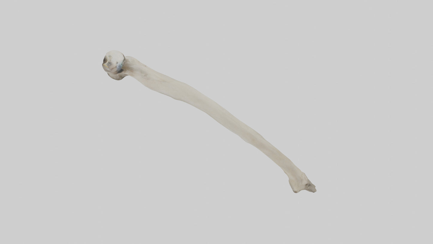 Eagle Humerus 3D model