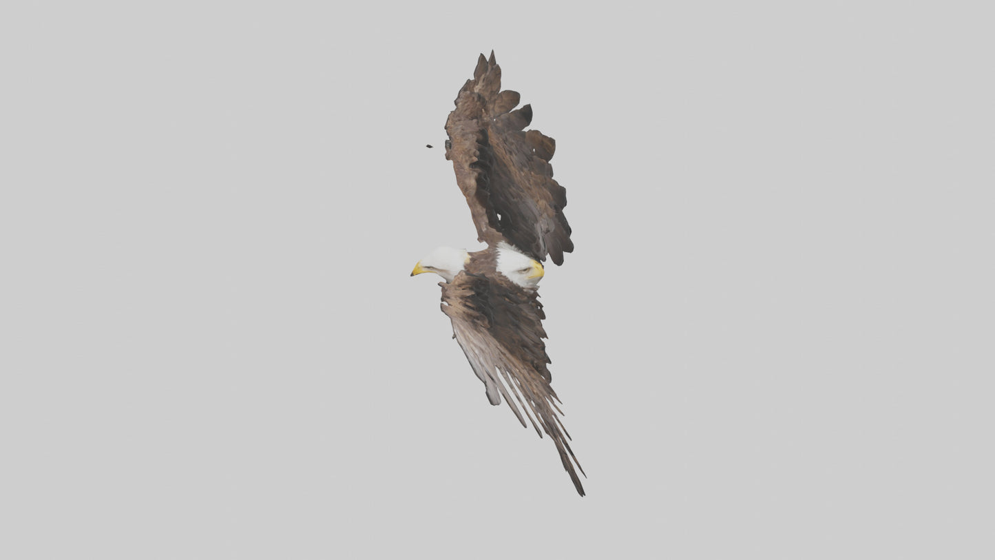 Eagle Wings 3D model