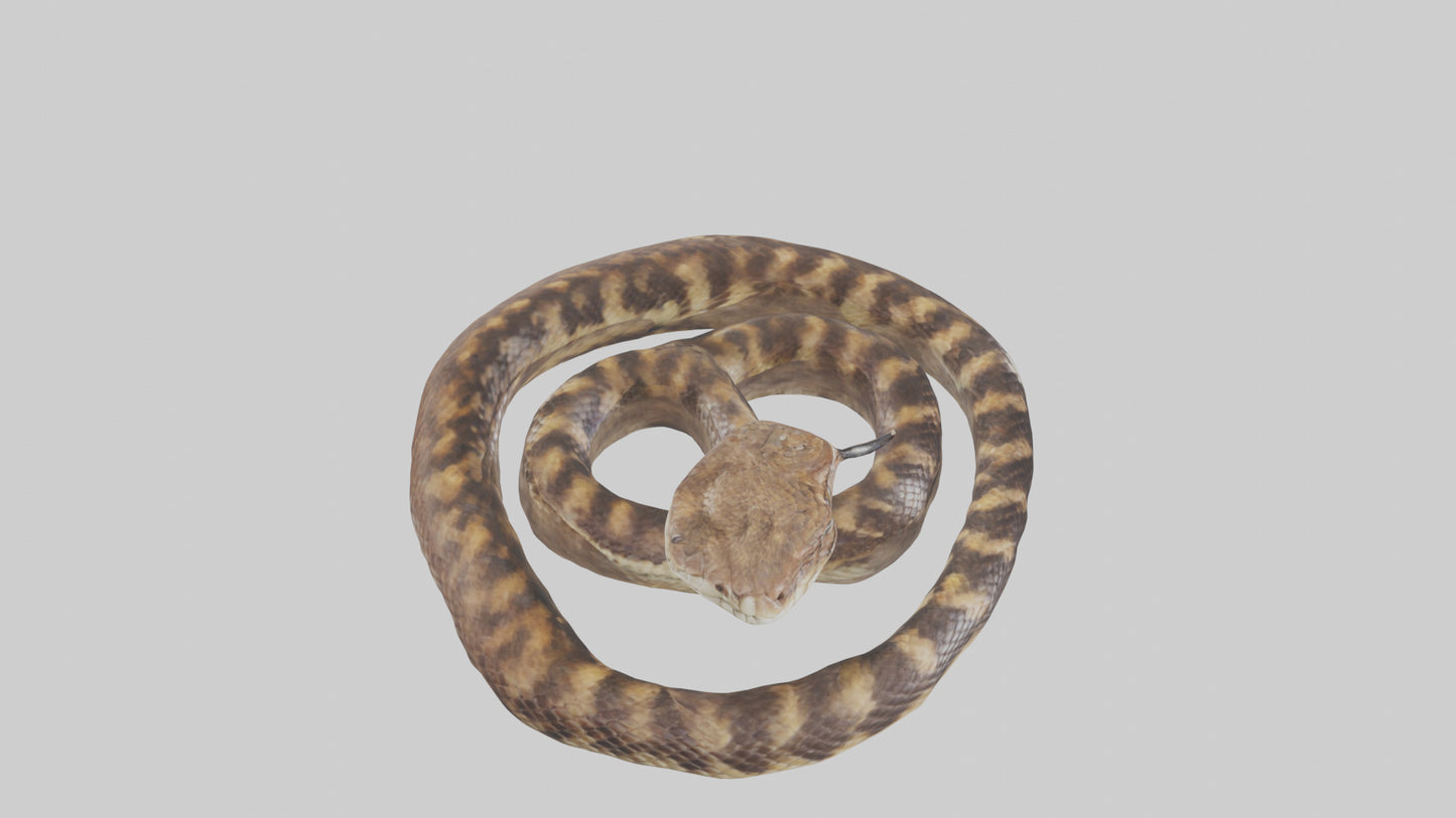 Eastern Diamondback Rattlesnake coiled model 3D model