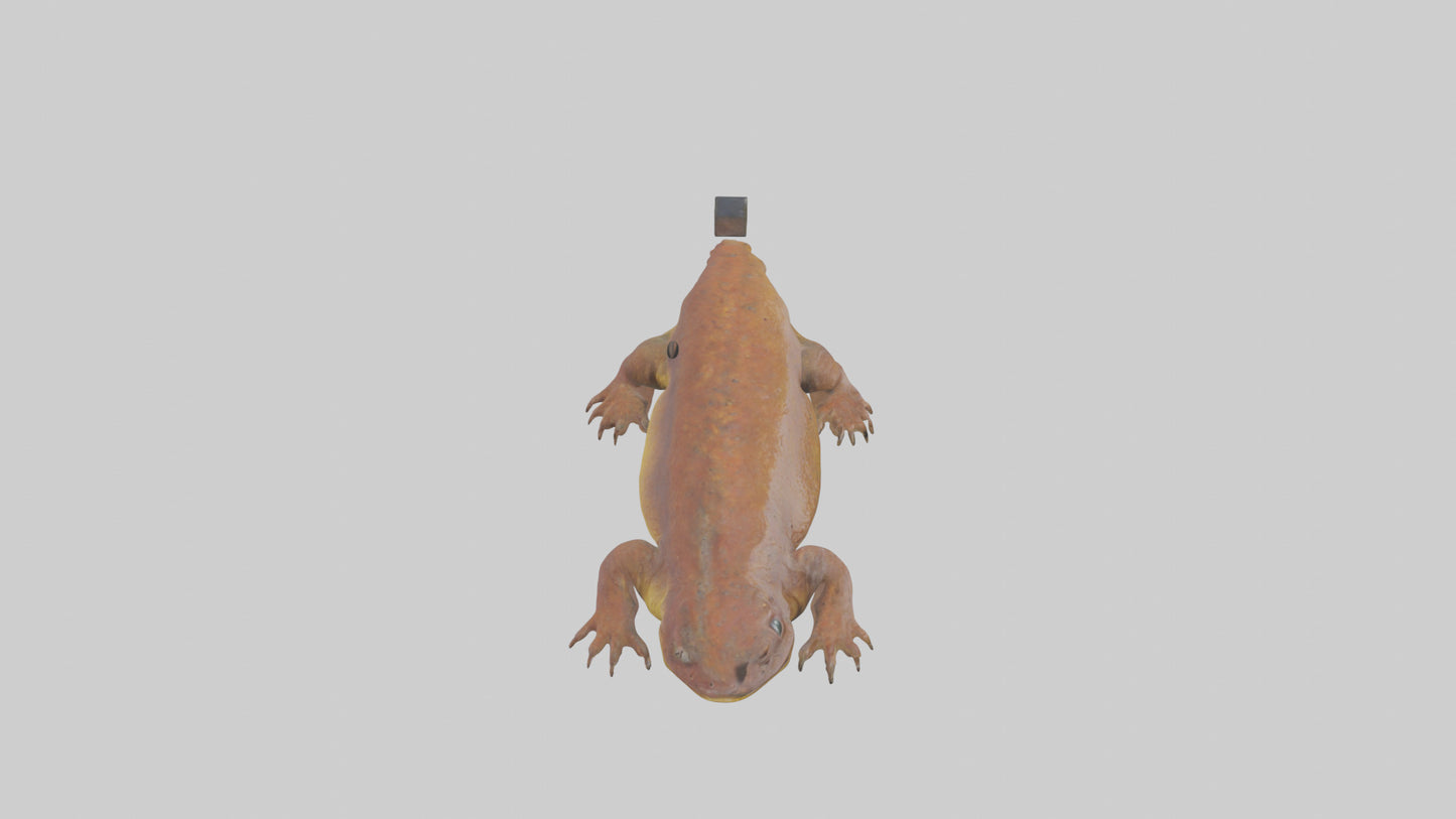 Eastern Hellbender resting model VR / AR / low-poly