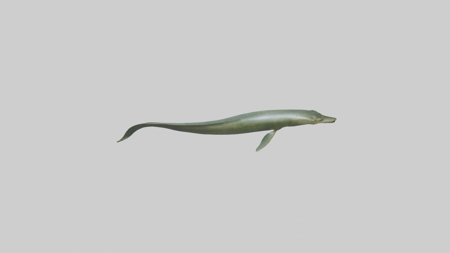 Eel swimming model 3D model
