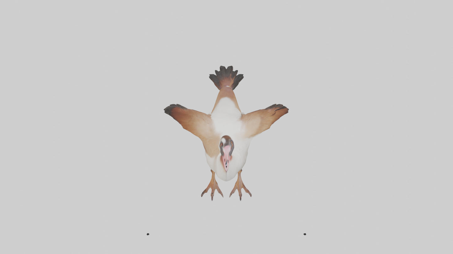 Egyptian Goose waddling model 3D model