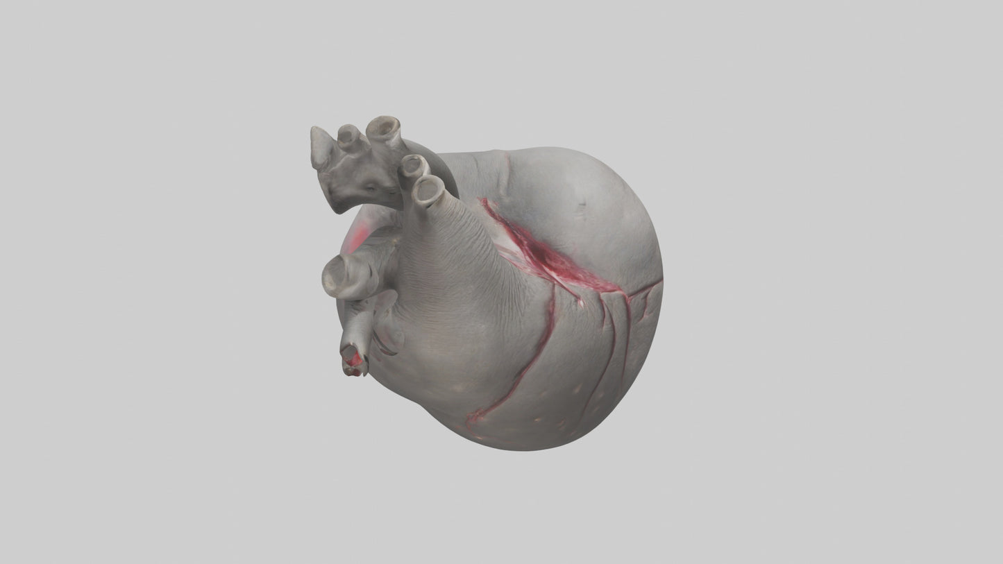 Elephant Heart 3D model