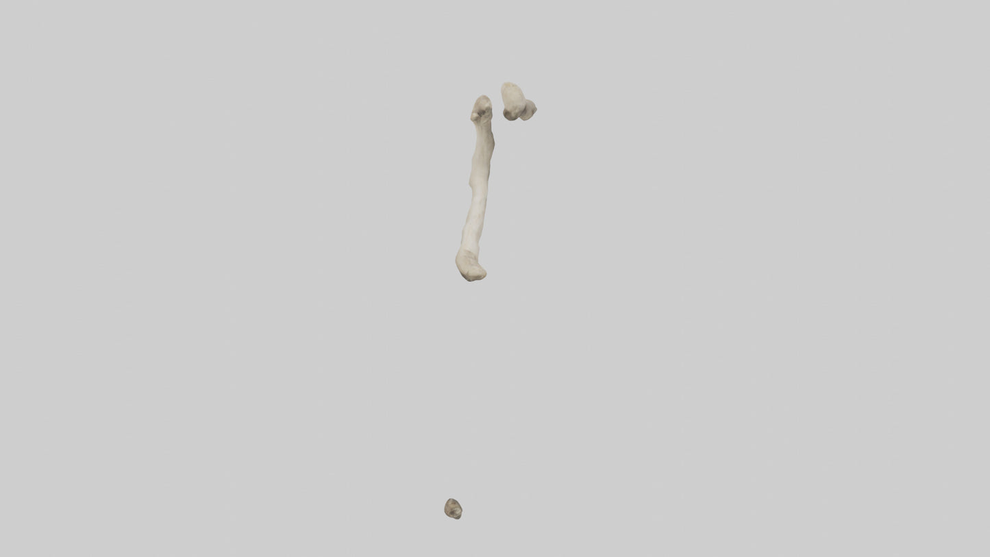 Elephant Humerus 3D model