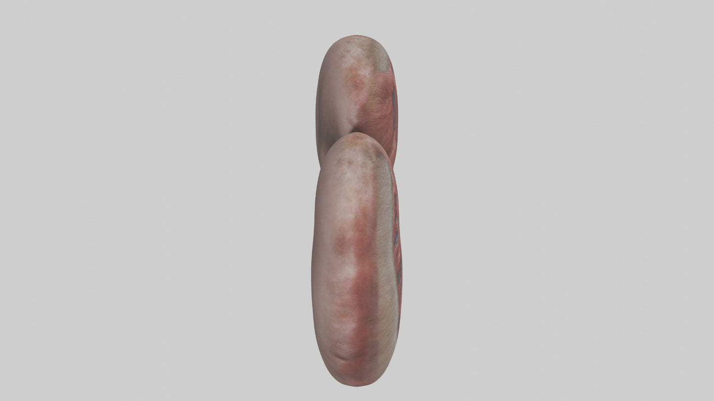 3D model Elephant Kidneys VR / AR / low-poly