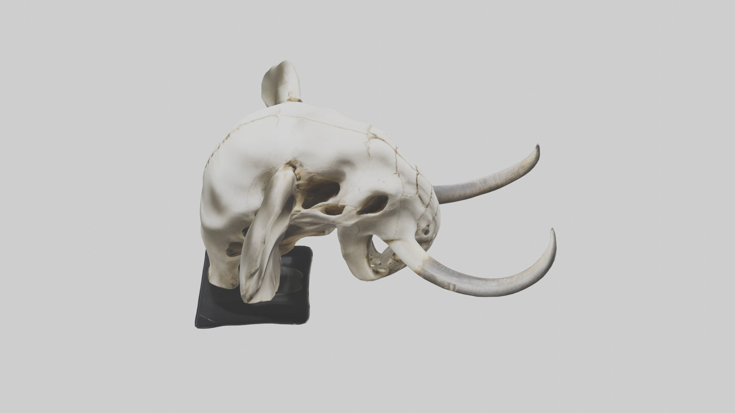 3D model Elephant Skull VR / AR / low-poly