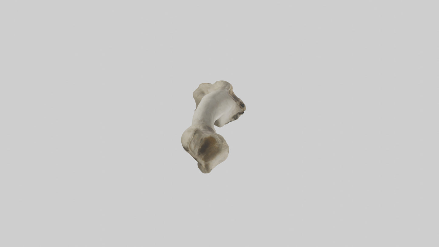 Elephant Tibia 3D model