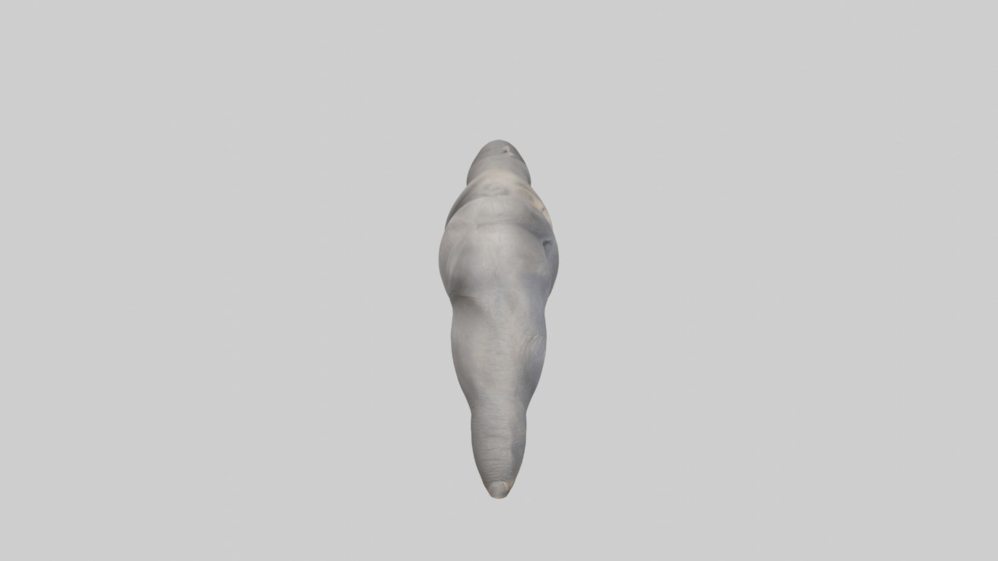 3D model Elephant Trunk VR / AR / low-poly