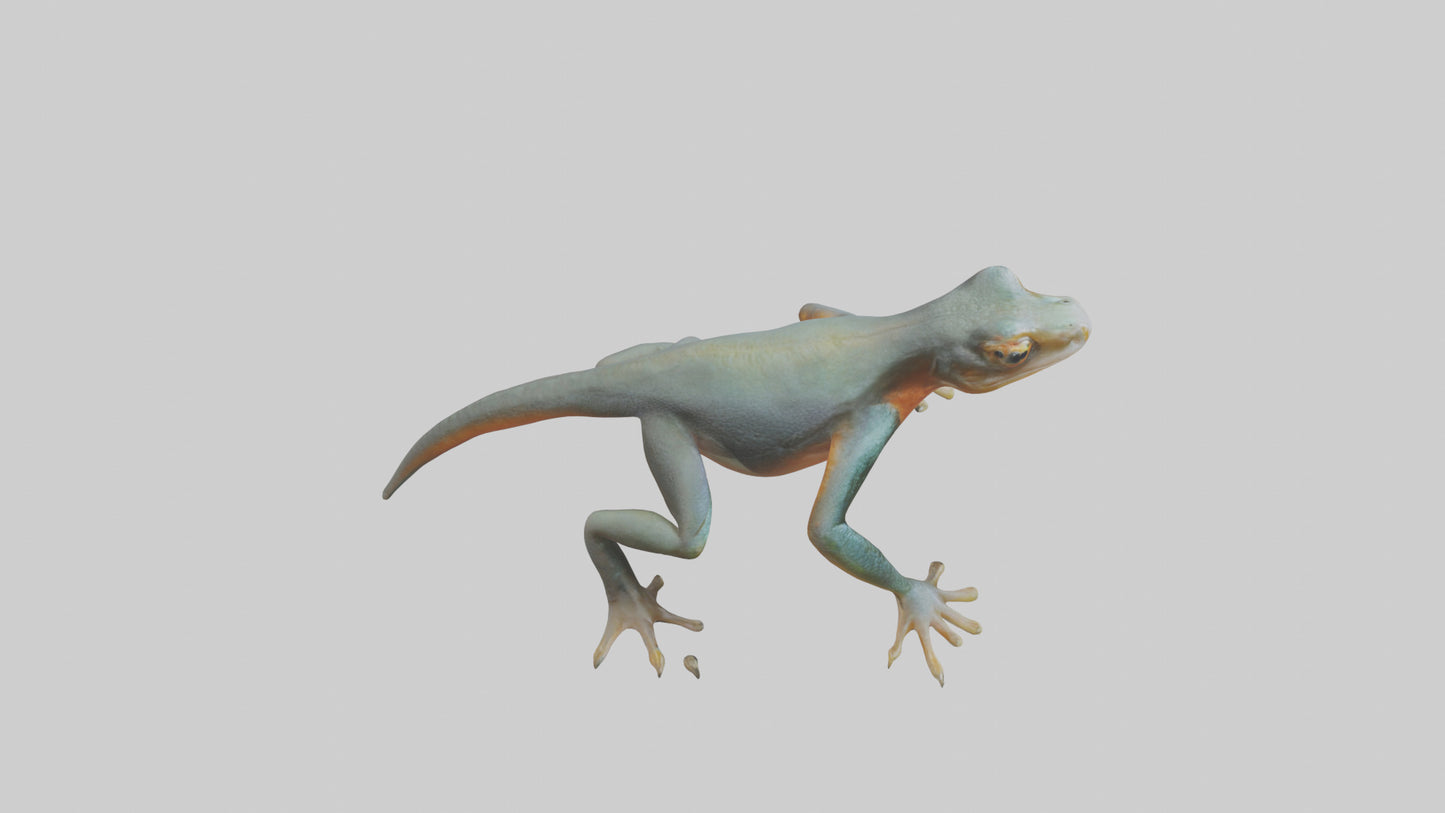 3D model Emperor Newt climbing model VR / AR / low-poly