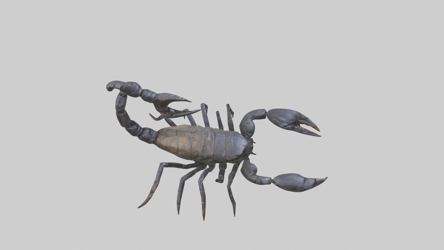 3D model Emperor Scorpion defending model VR / AR / low-poly