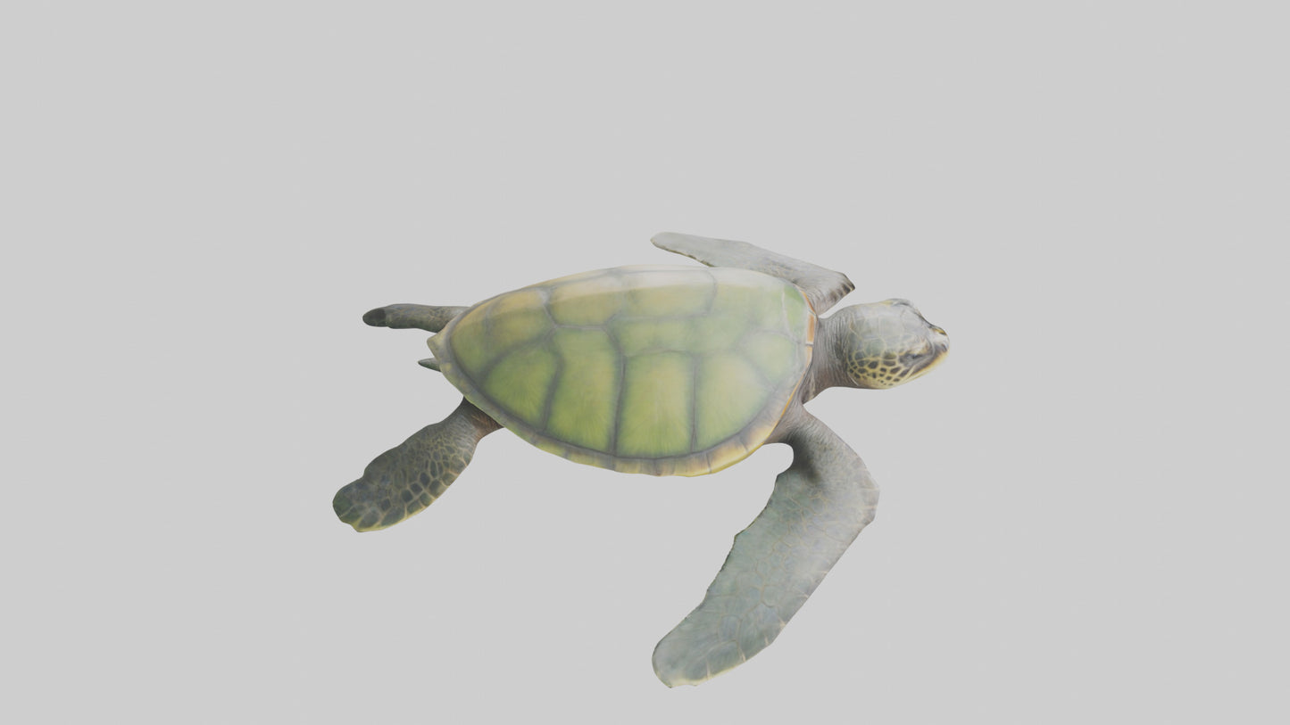 3D model Endangered Sea Turtle swimming model VR / AR / low-poly