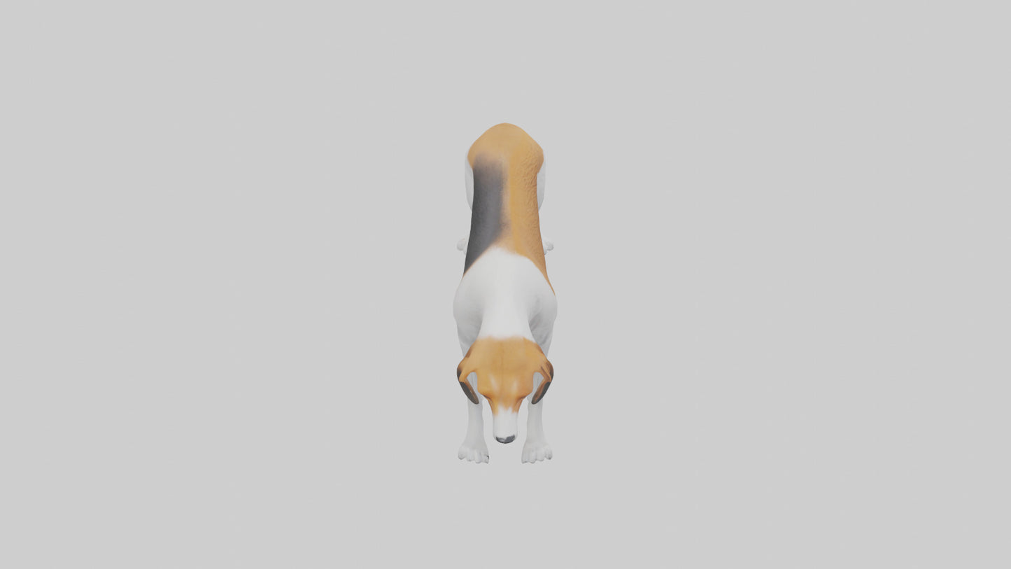 3D model English Foxhound sniffing model VR / AR / low-poly