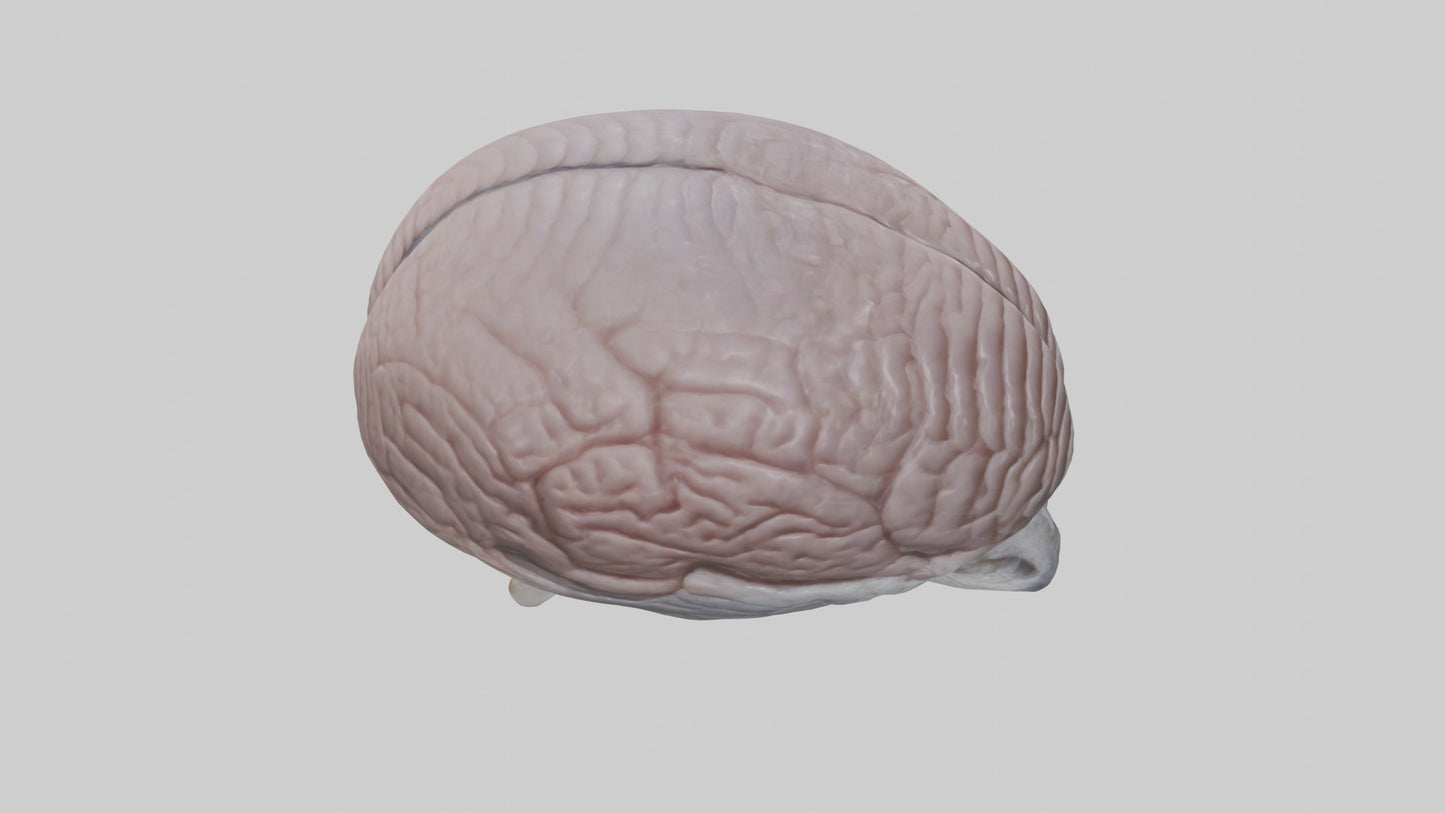 3D model Falcon Brain VR / AR / low-poly