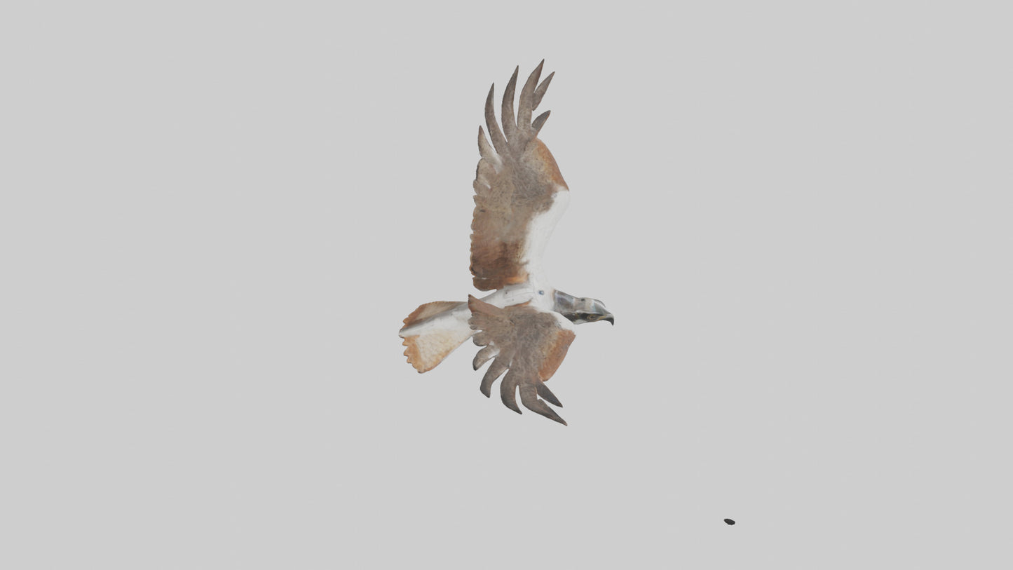 Falcon flying model 3D model