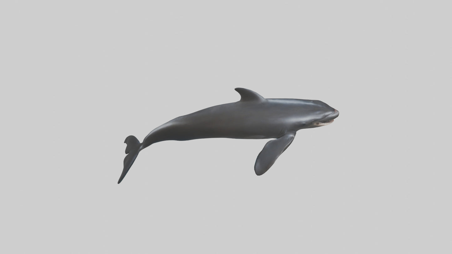 False Killer Whale jumping model 3D model