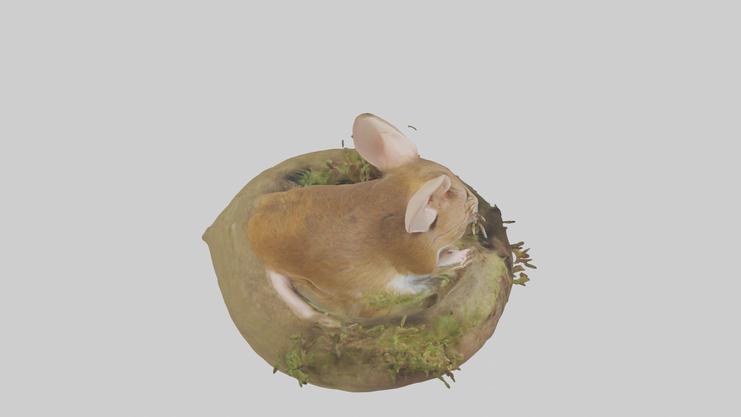 Field Mouse hiding model 3D model