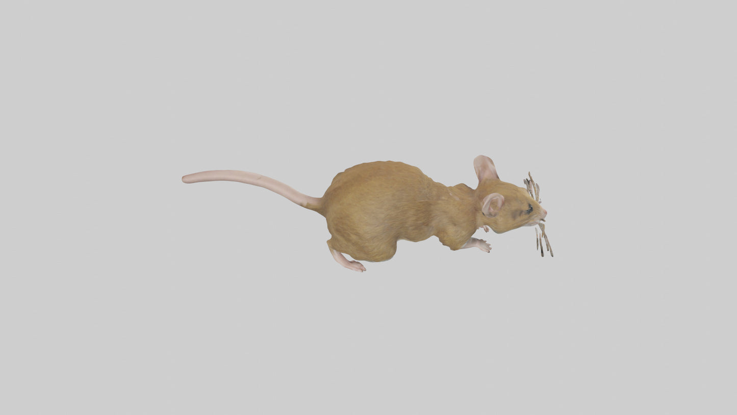 Field Mouse running model VR / AR / low-poly