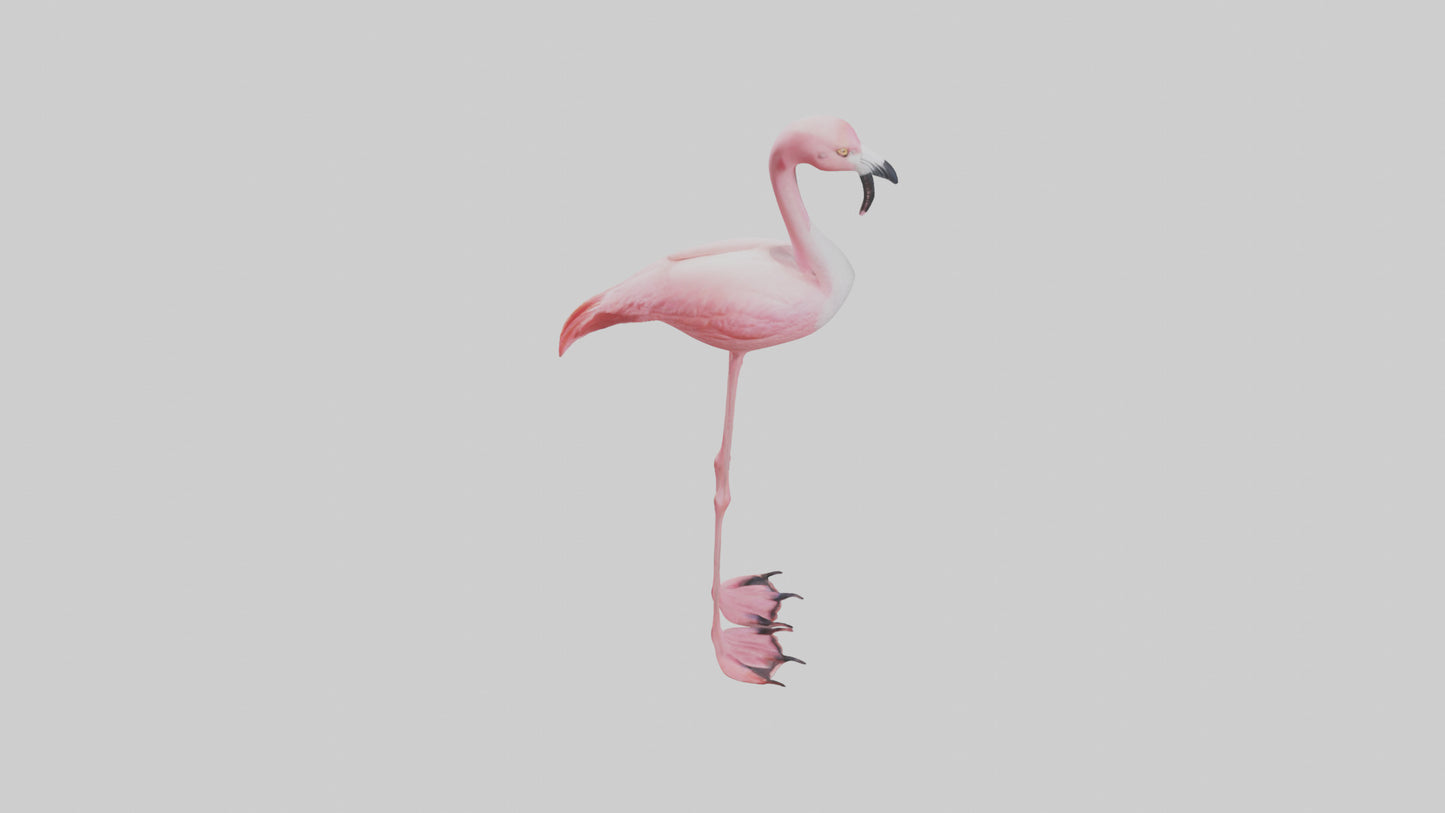 Flamingo Legs Model 3D model