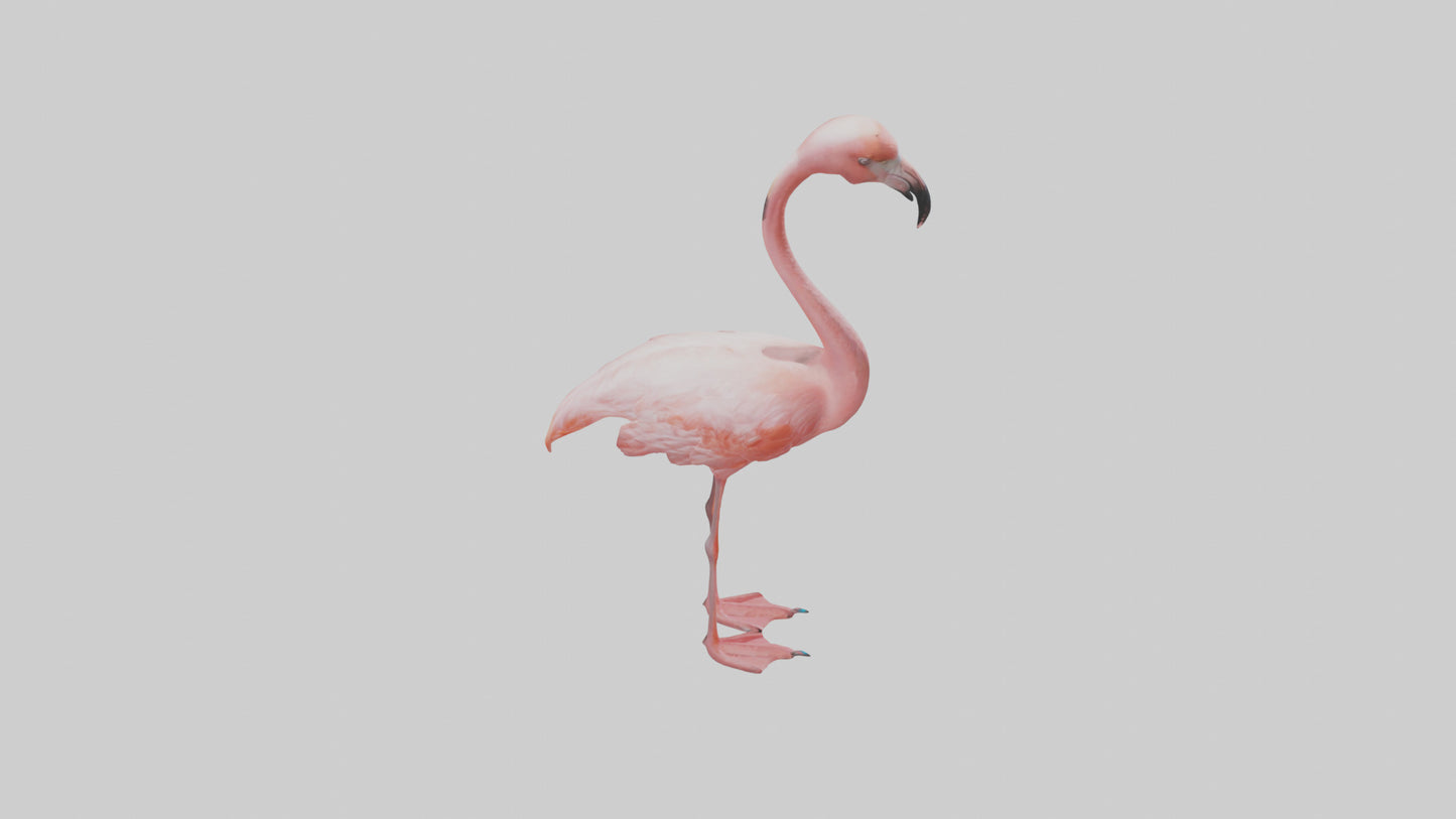 Flamingo standing on one leg model 3D model
