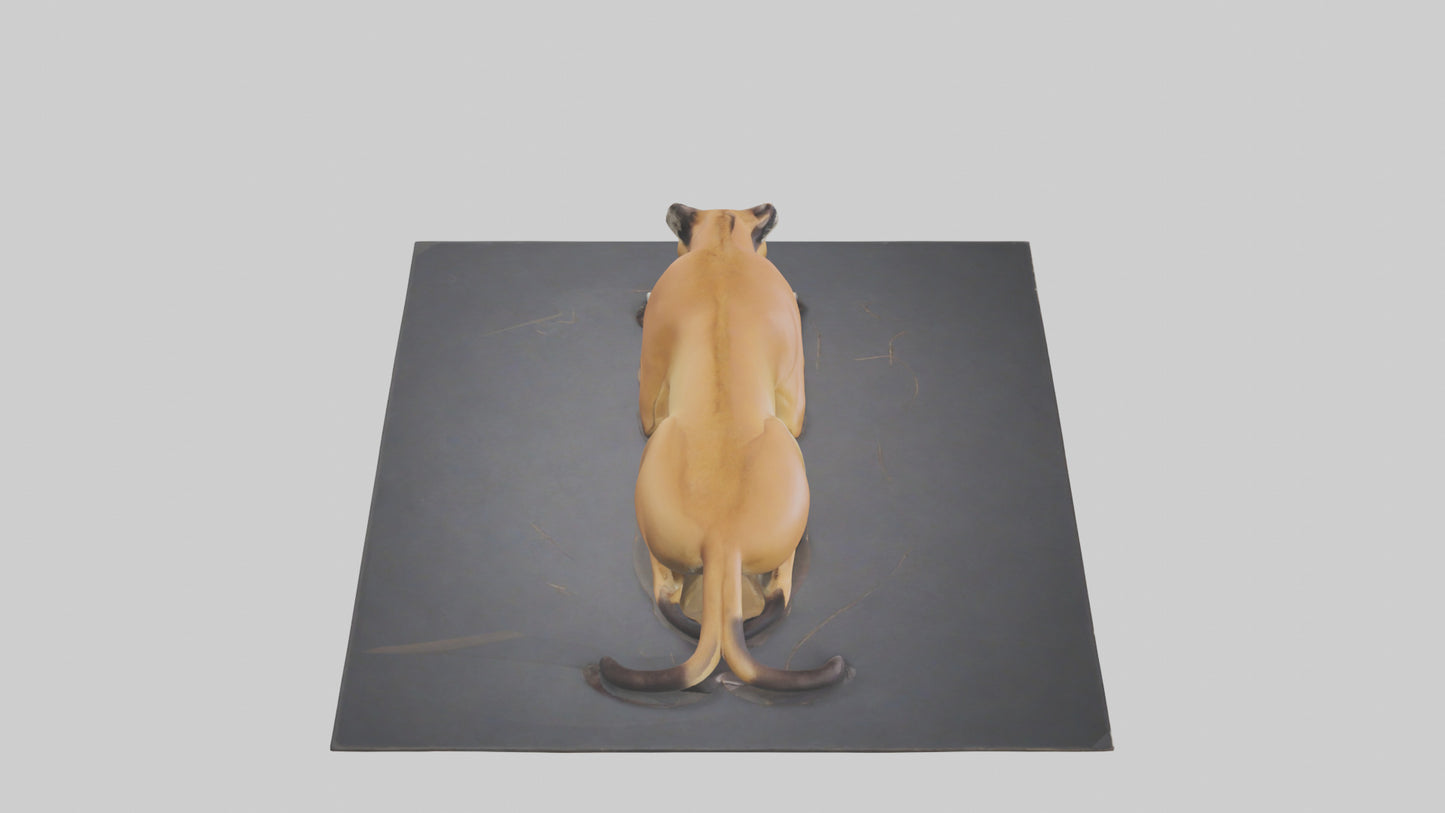 Florida Panther resting model 3D model
