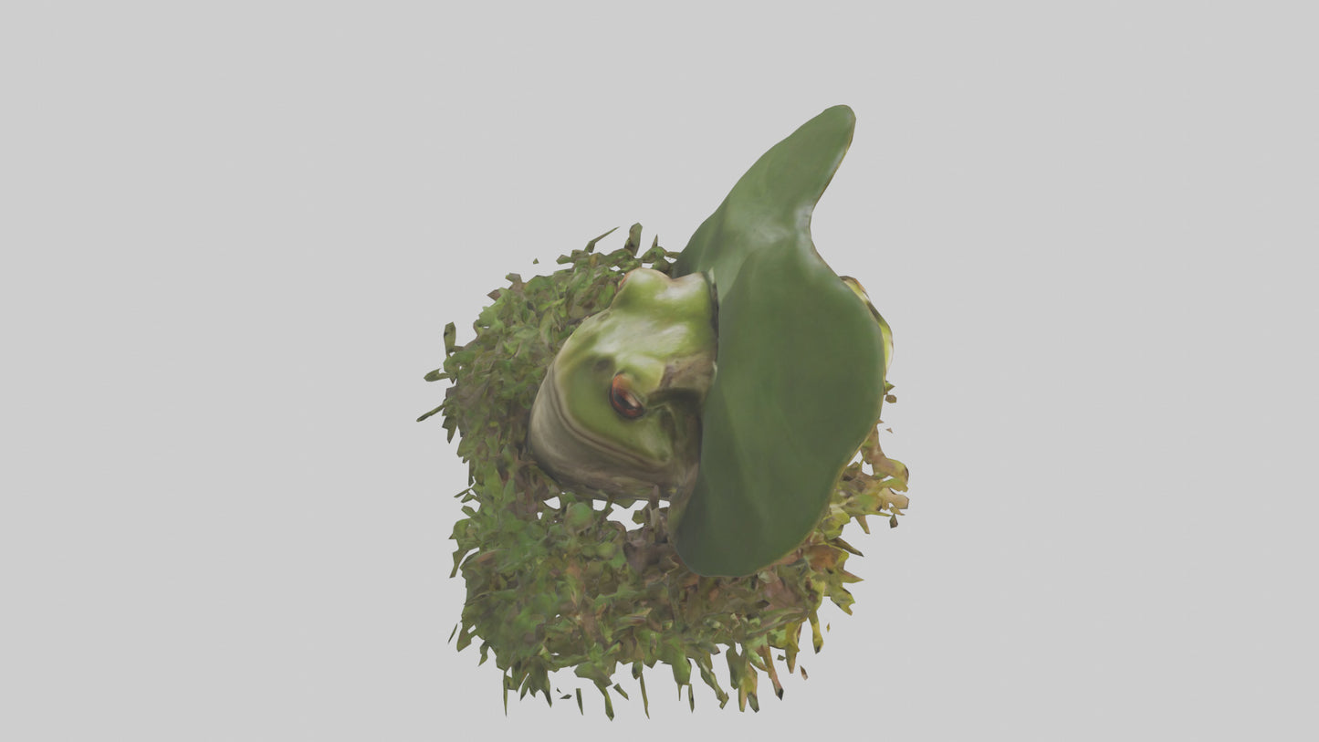 Forest Frog hiding model 3D model