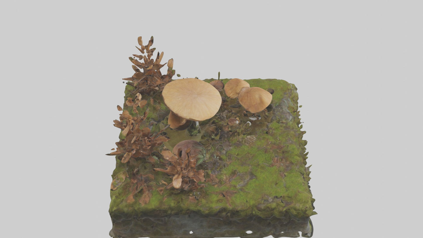 3D model Forestfloor Model VR / AR / low-poly