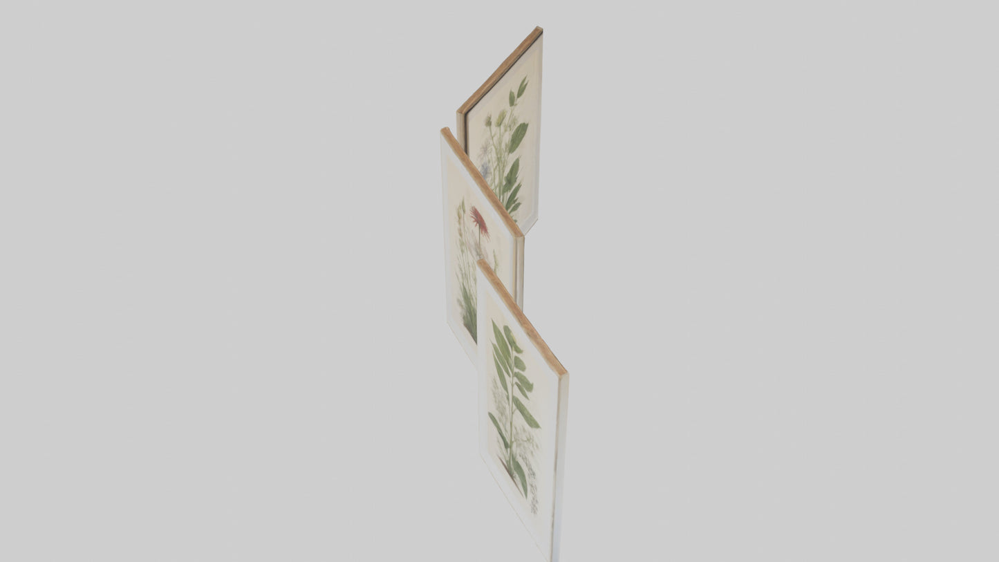 Framed Botanical Prints 3D model