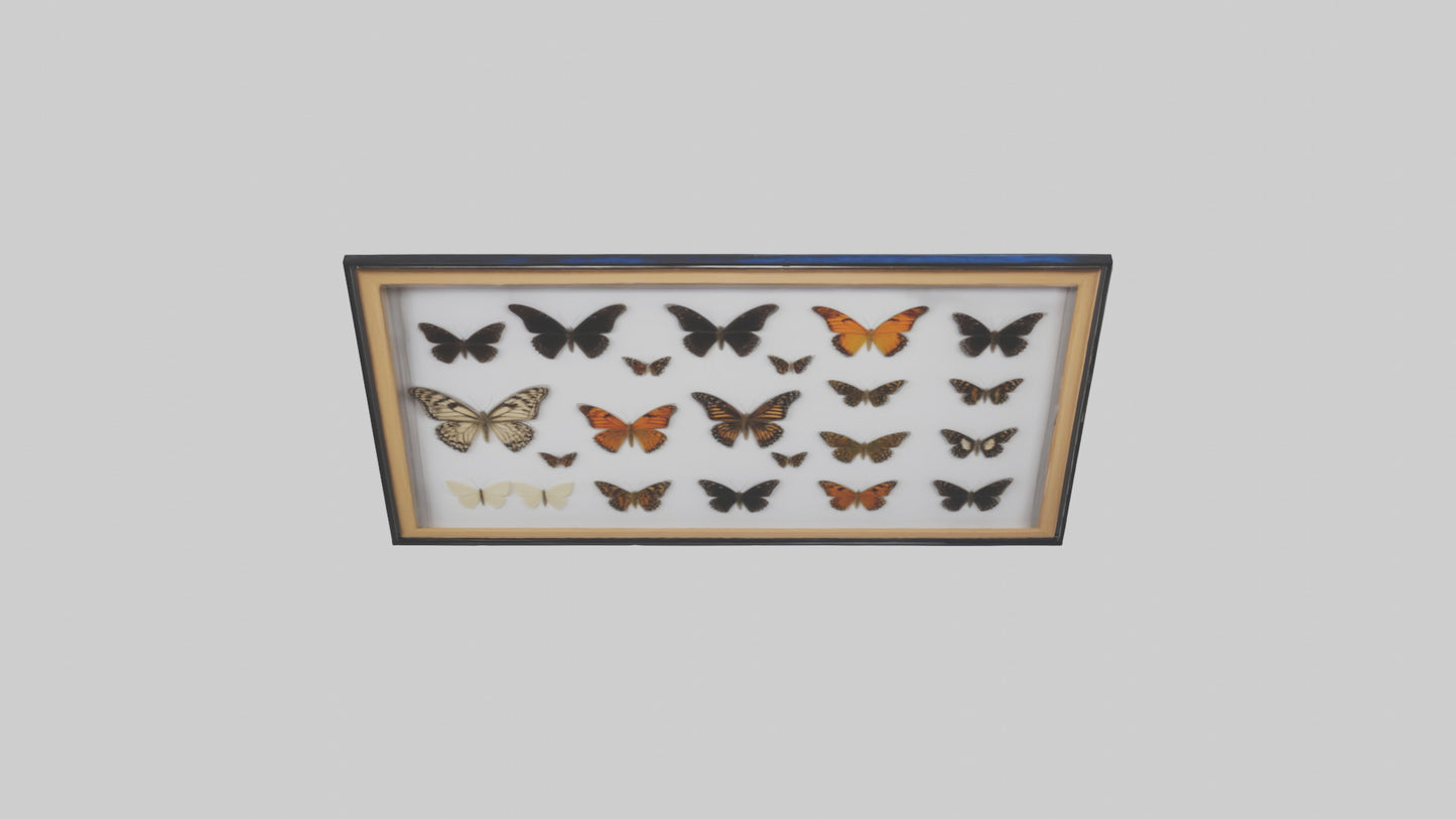 Framed Butterfly Collection 3D model