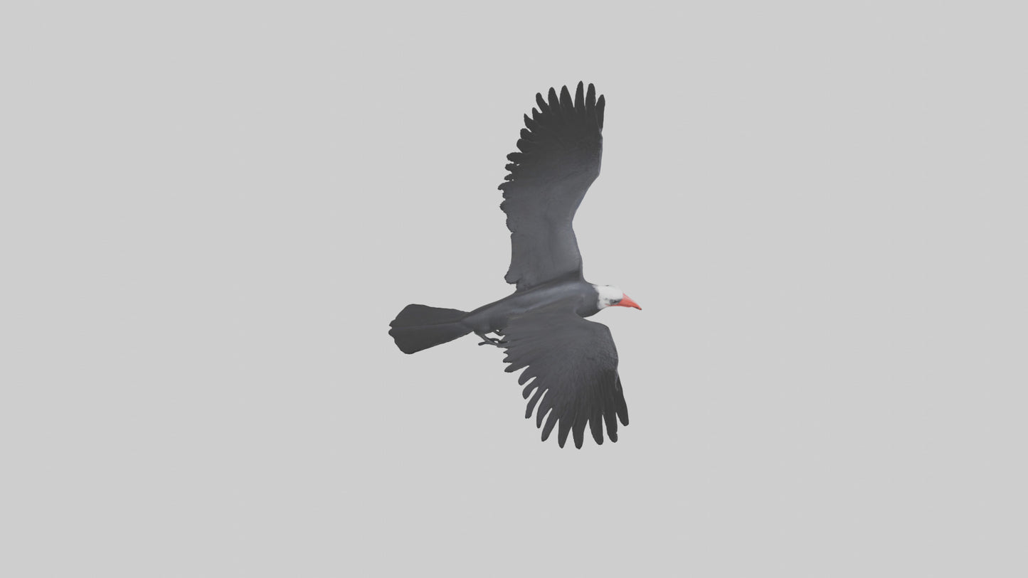 Frigatebird soaring model 3D model