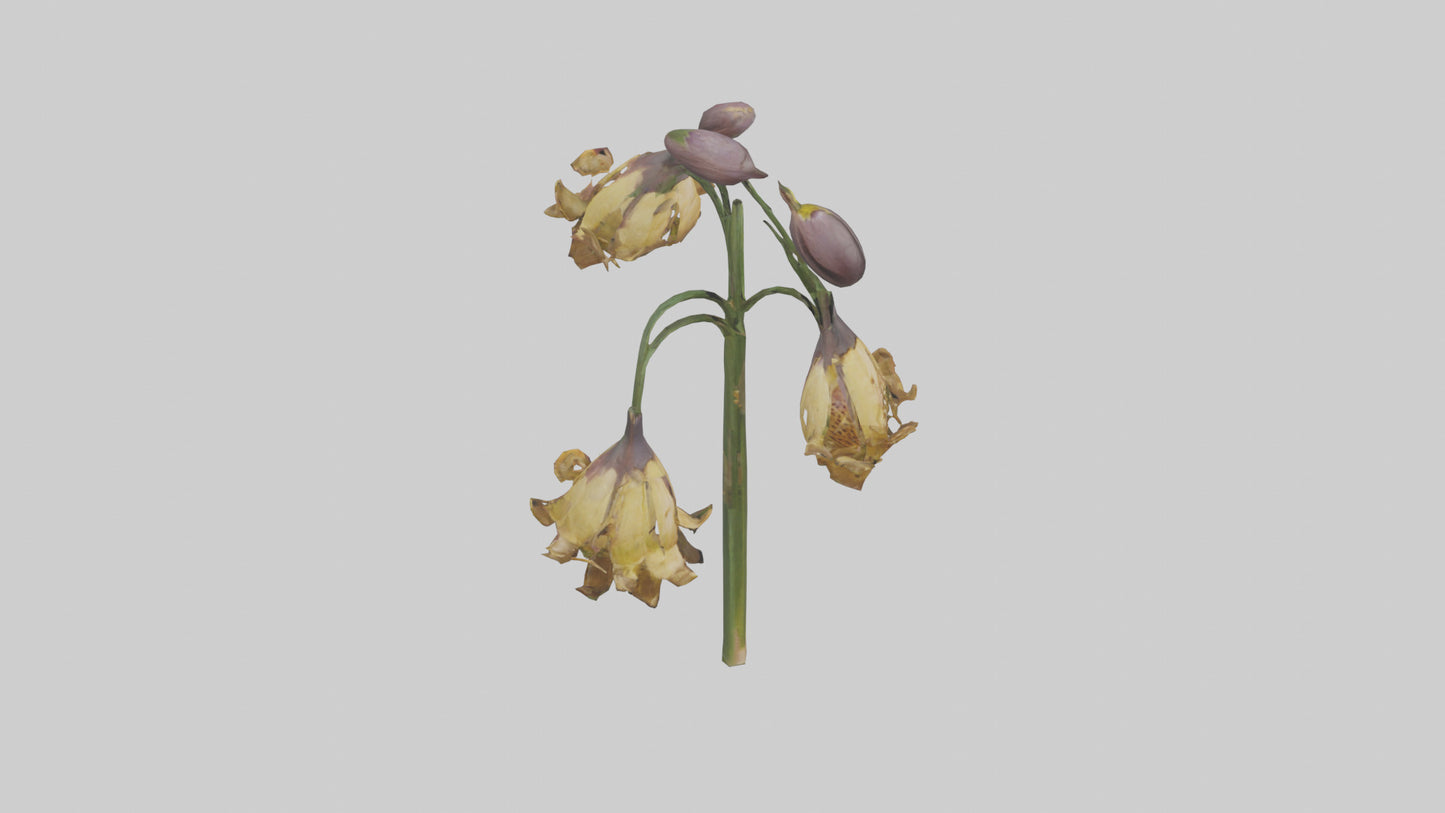 3D model Fritillaria model VR / AR / low-poly