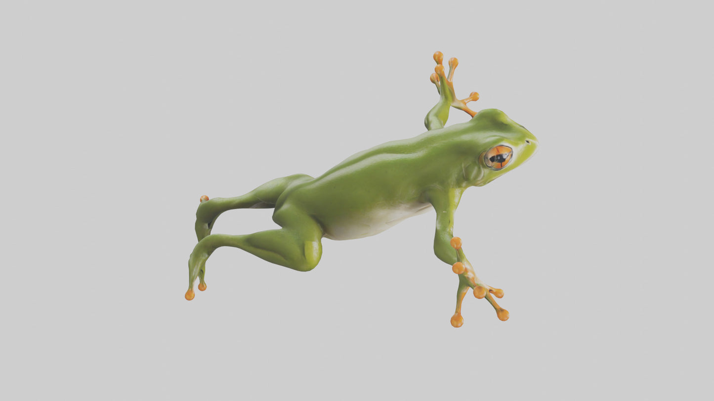 3D model Frog leaping model VR / AR / low-poly