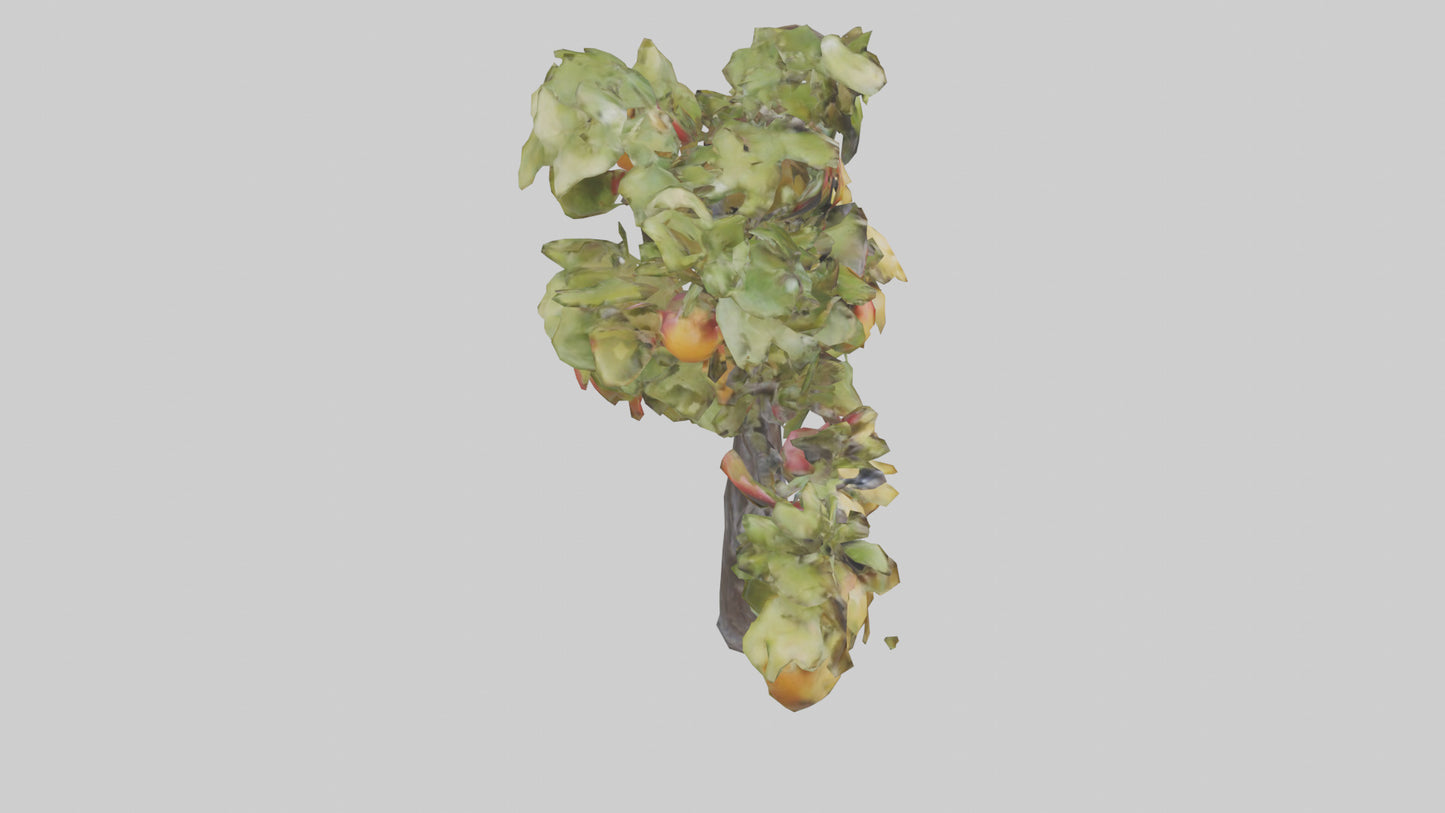 Fruit Bearing Branch Statue model 3D model