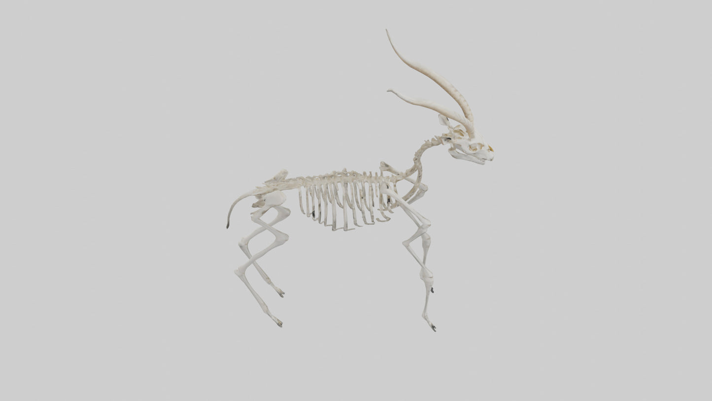 Gazelle Skeleton model VR / AR / low-poly