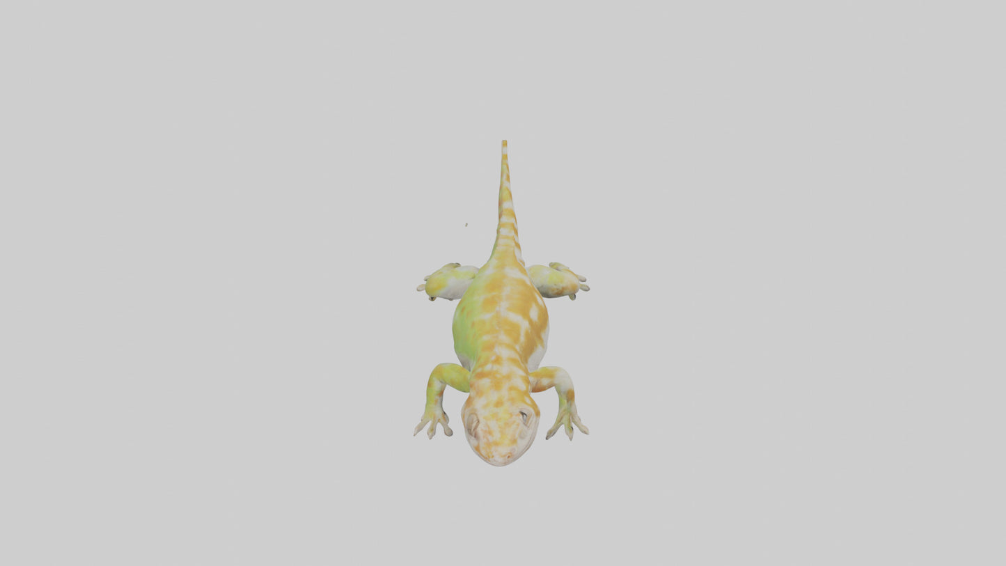 3D model Gecko climbing model VR / AR / low-poly