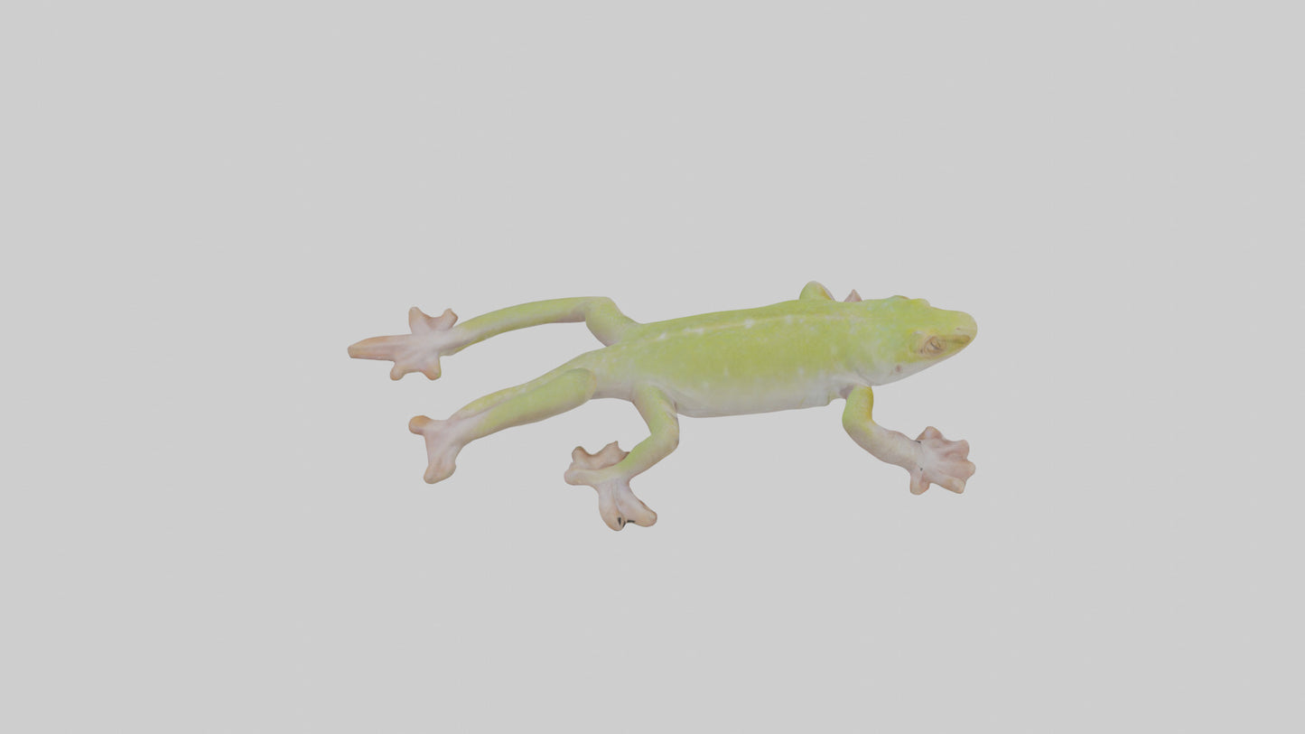 3D model Gecko Feet VR / AR / low-poly