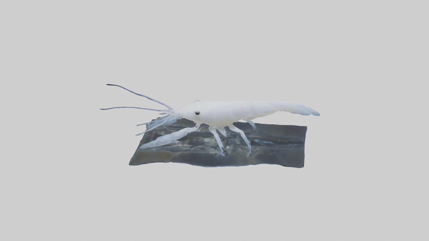 3D model Ghost Shrimp hiding model VR / AR / low-poly