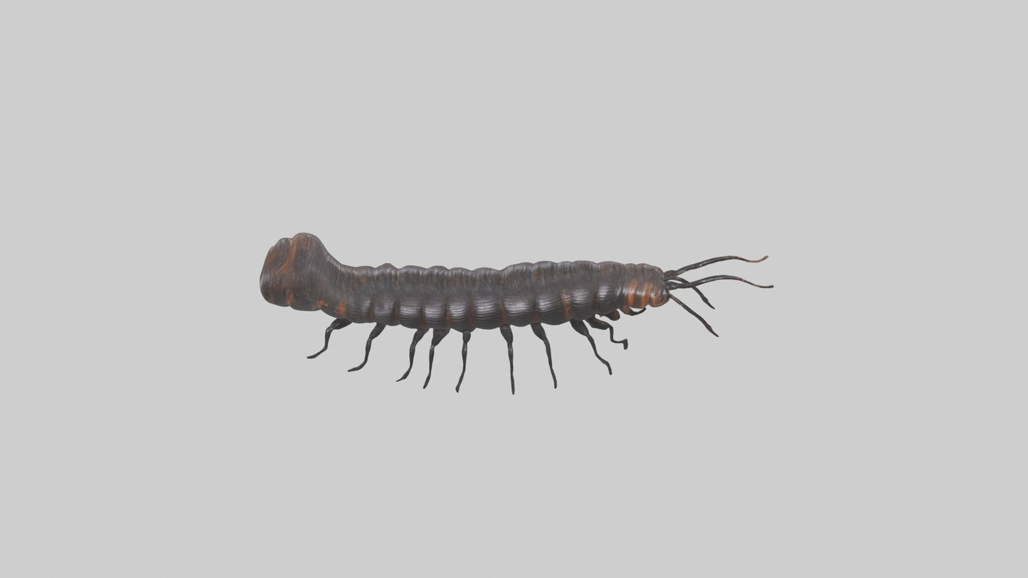 3D model Giant African Millipede crawling model VR / AR / low-poly