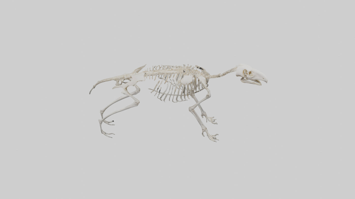 Giant Anteater Skeleton model VR / AR / low-poly