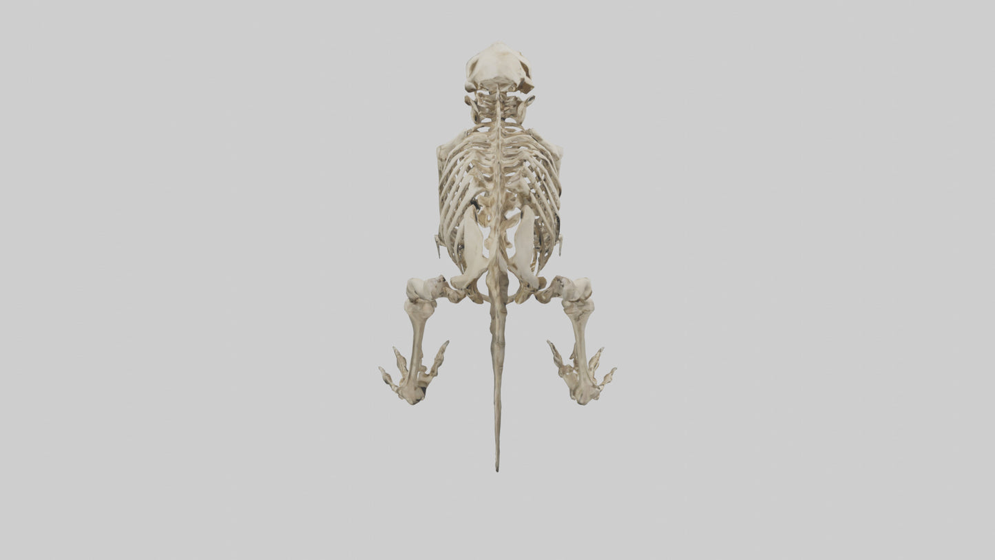 3D model Giant Ground Sloth Skeleton model VR / AR / low-poly