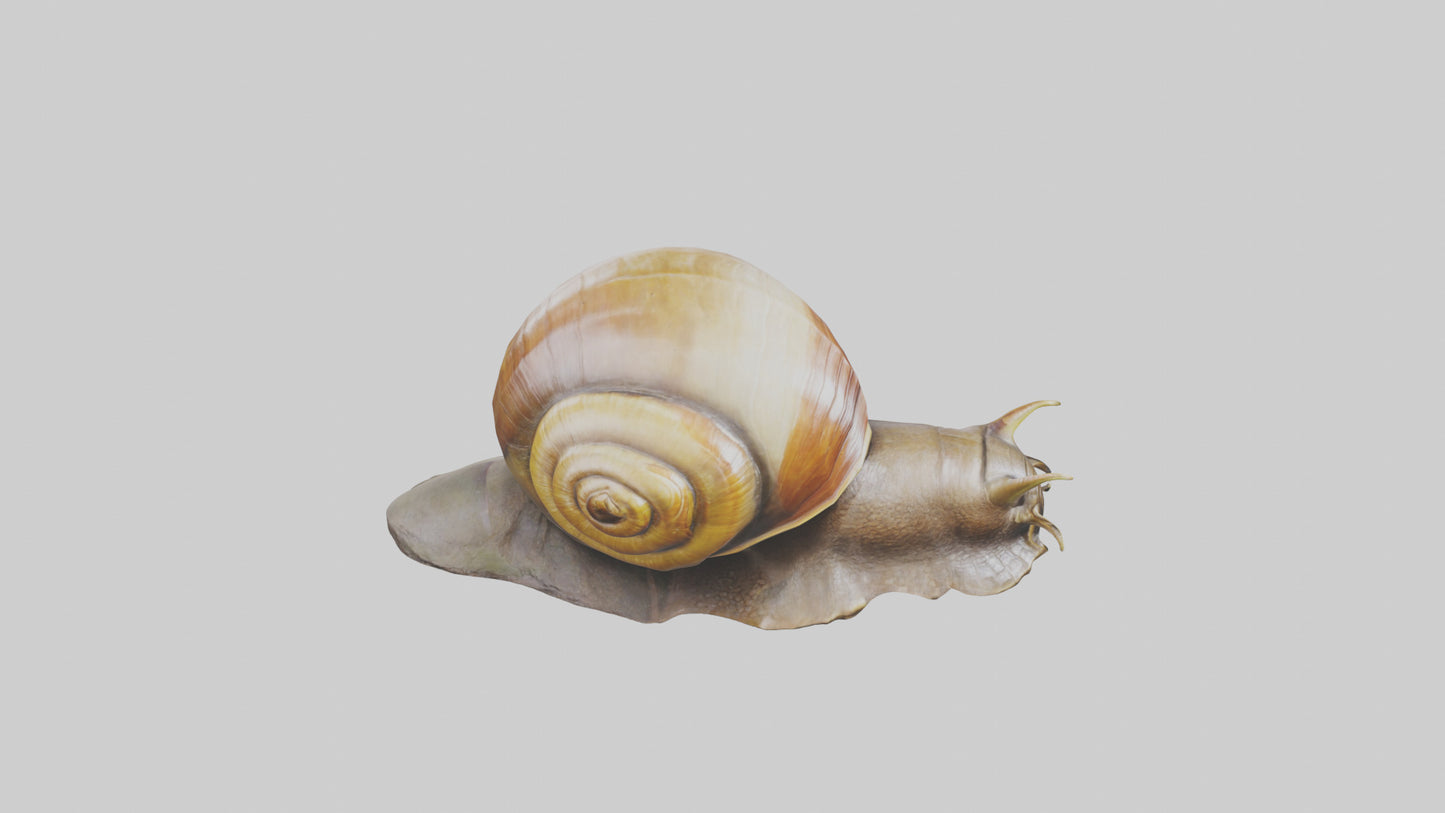 Giant Land Snail statue model VR / AR / low-poly